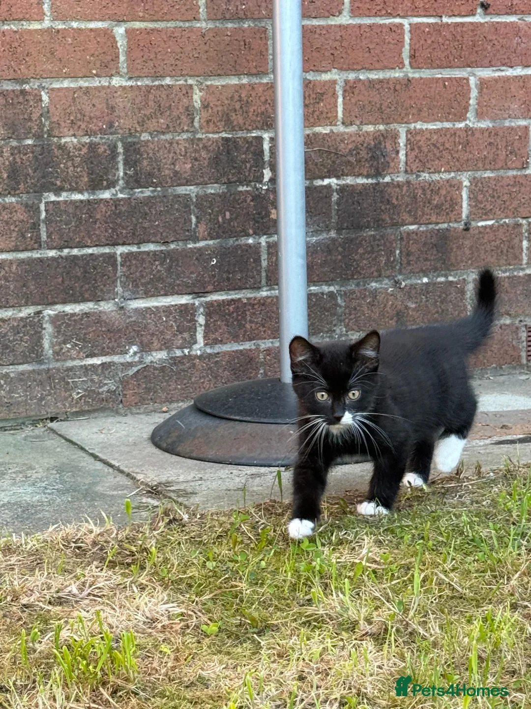 Mixed Breed cats for sale: MaineCoon x British Shorthair - Advert 2