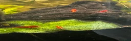 Shrimps fish for sale: Red cherry shrimp  in Wolverhampton - Advert 3