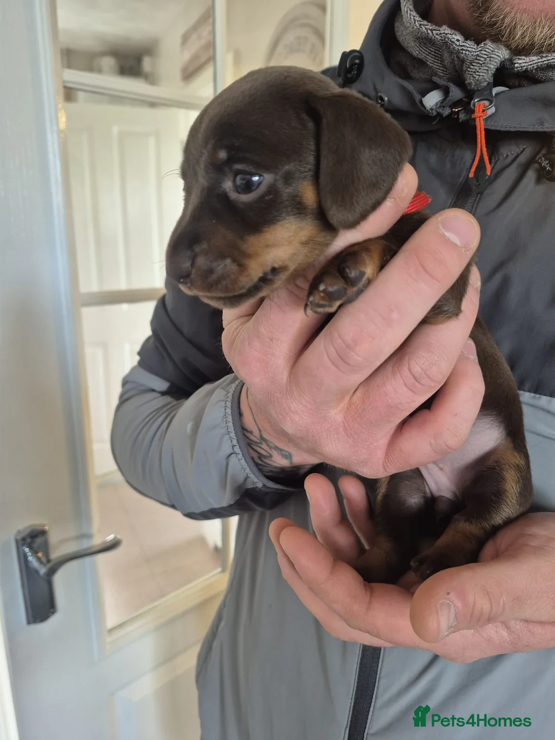 Miniature Dachshund dogs for sale: Miniature smooth haired dachshund puppies - Advert 7