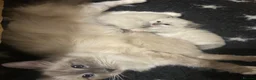 Ragdoll cats for sale: GCCF Registered Ragdoll Kittens - Advert 6