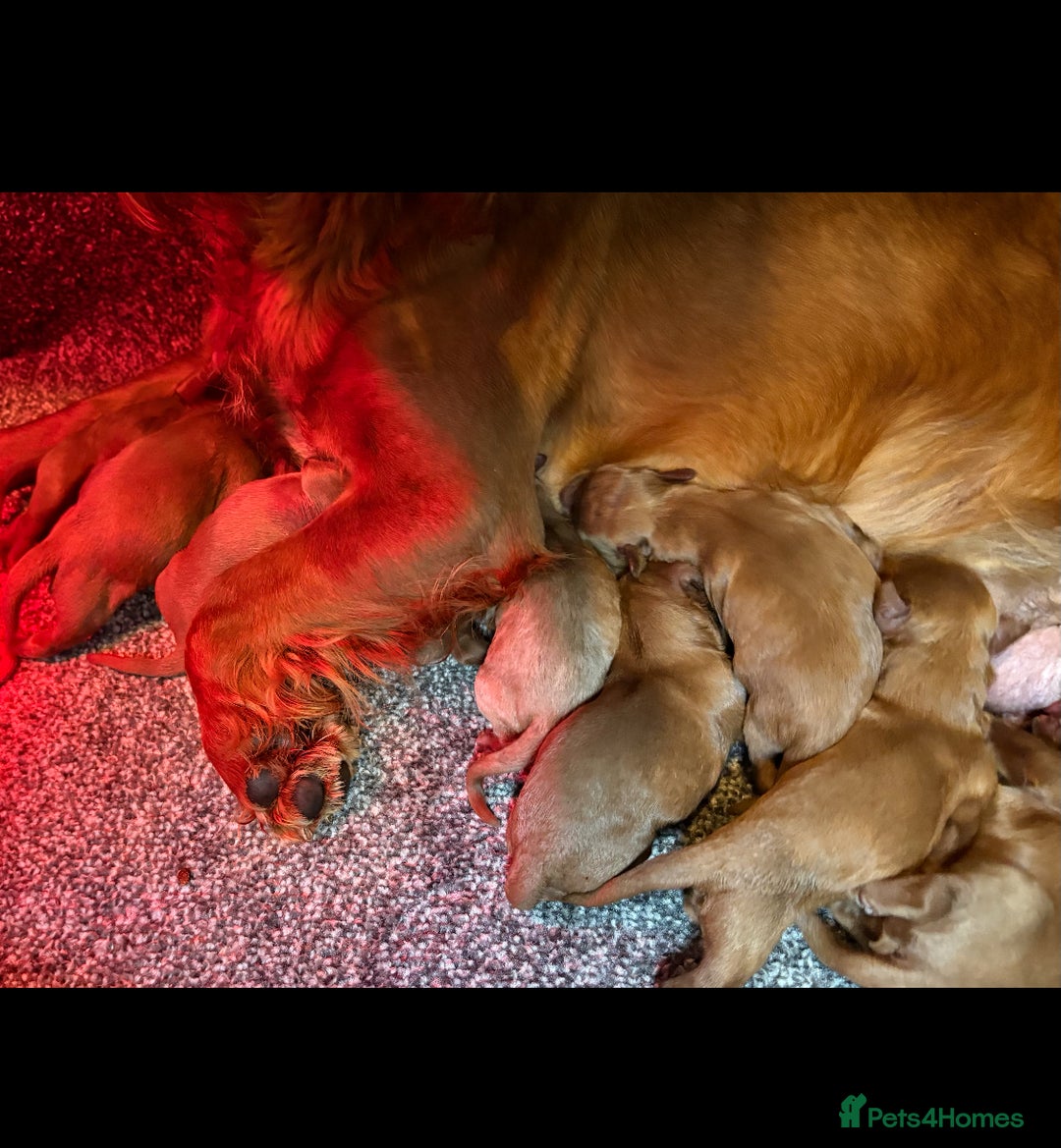 Cockapoo dogs for sale: Beautiful fox red cockapoo - Image 20