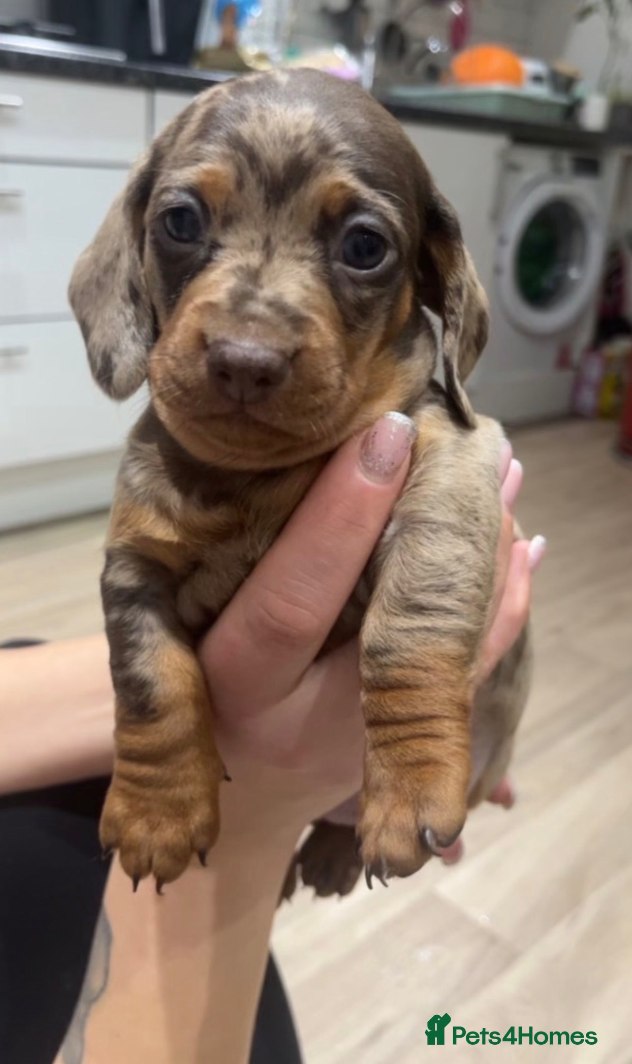 Dachshund dogs Dachshund puppies for sale  - Advert 15