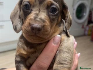 Dachshund dogs Dachshund puppies for sale - Advert 15