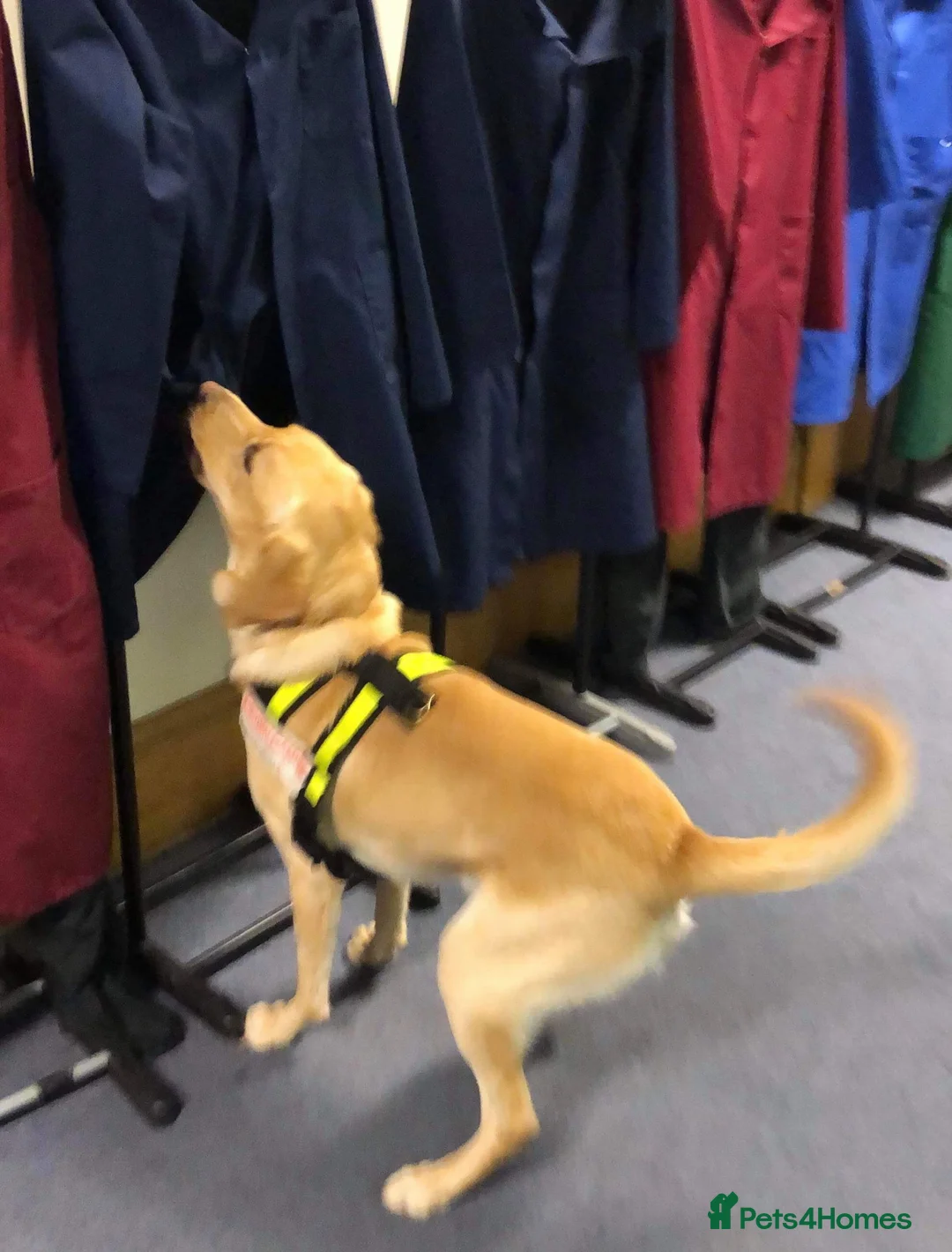 Gallery Image {{count}}