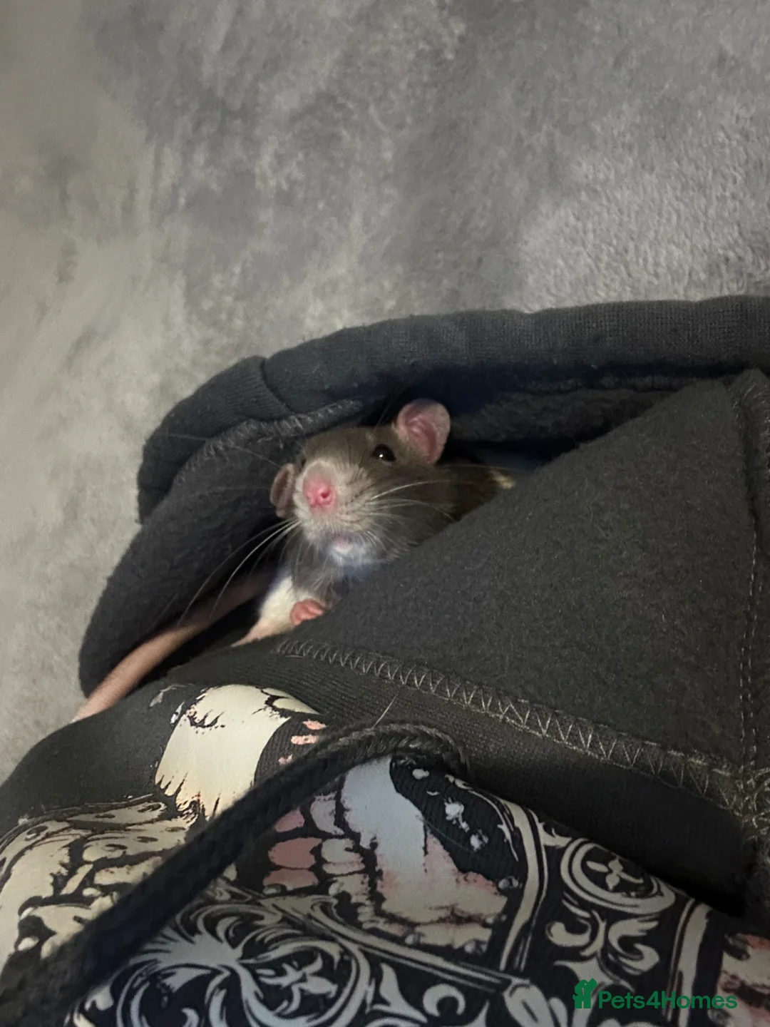 Rat rodents for sale: 2 rat brothers.  in Swindon - Advert 5