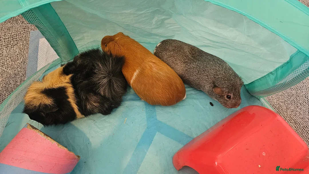 Guinea Pig rodents for sale: 3x female guinea pigs with complete setup  - Advert 5