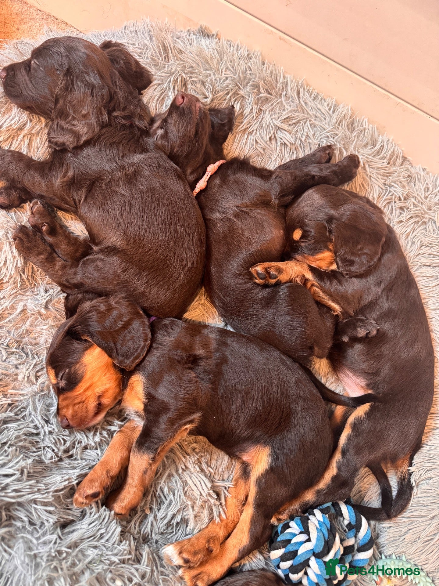 Sprocker dogs Beautiful Sprocker Puppies For Sale  - Advert 5