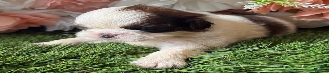 Shih Tzu Puppy 1