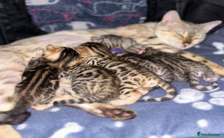 Bengal cats - Advert 4