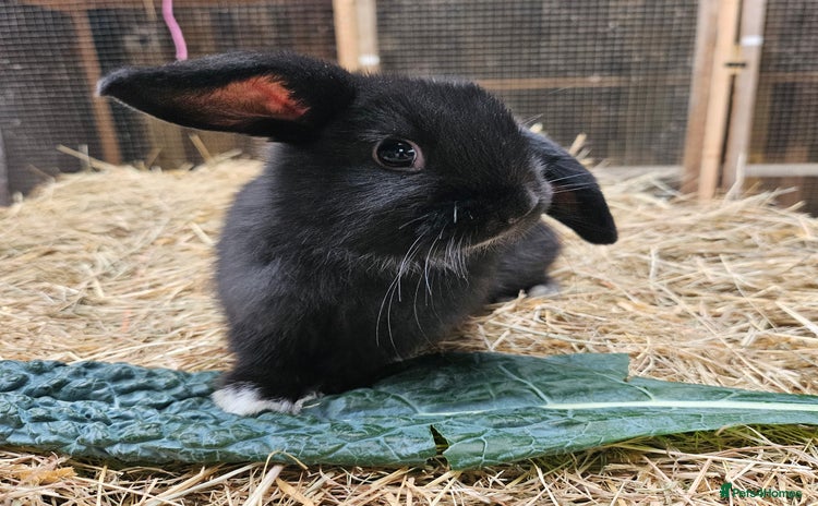 Dwarf Lop rabbits - Advert 2
