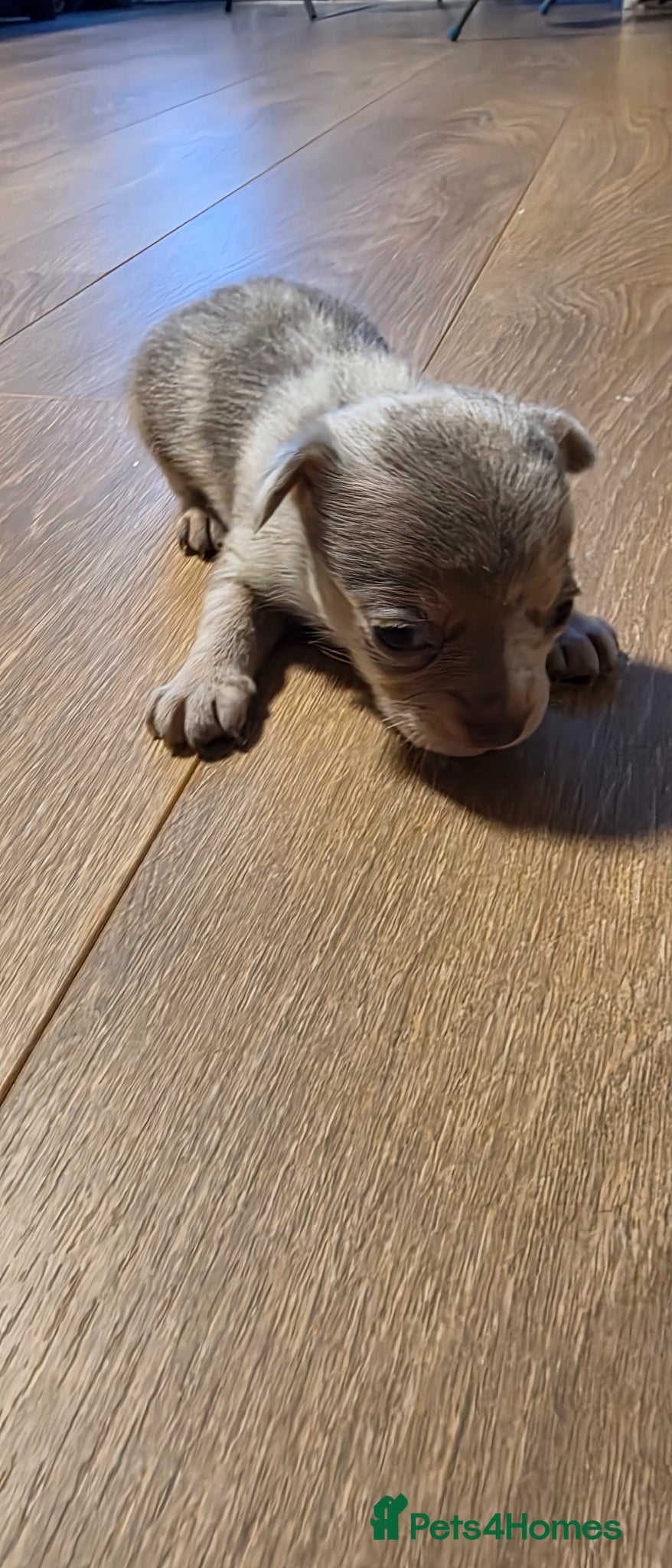 Chihuahua dogs for sale: Long & short haird chihuahua puppies  in Wirral - Advert 21
