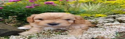Cavapoo dogs for sale: Beautiful F1B Toy Cavapoo Puppies - Advert 5