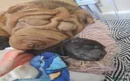 Shar Pei dogs for sale: 3x beautiful shar pei puppies  - Image 6