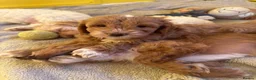 Mixed Breed dogs for sale: Beautiful F2 Cockapoos, playful,healthy,naughty  - Advert 2