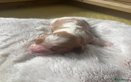 Cavalier King Charles Spaniel dogs for sale: Pugalier Pups ready for their new home!  - Image 7