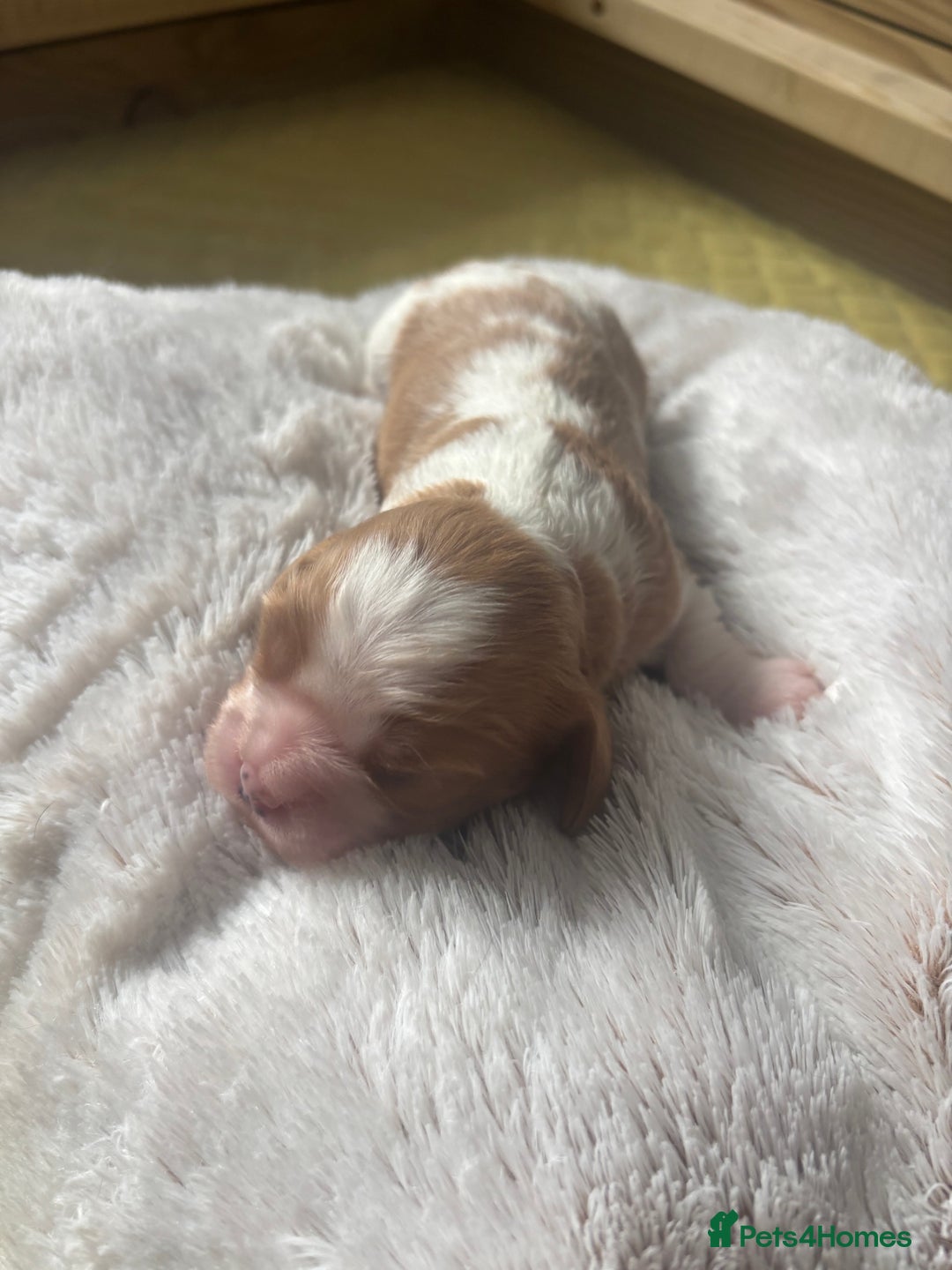 Cavalier King Charles Spaniel dogs for sale: Pugalier Pups ready for their new home!  - Image 7