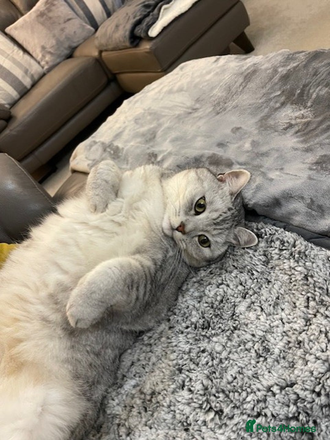 British Shorthair cats for sale: Adults Cats for Sale / loving home - Image 5