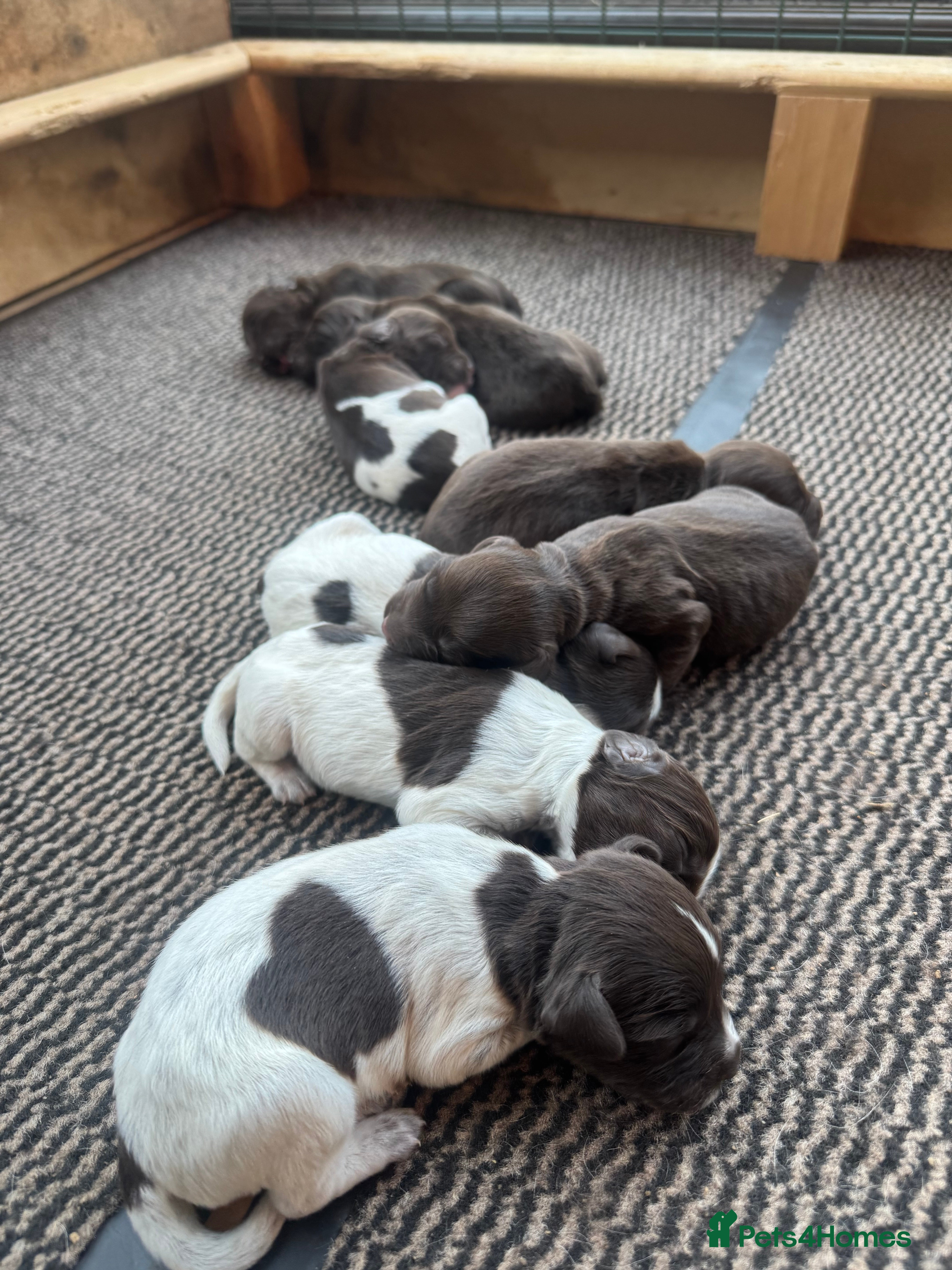 Sprocker dogs Sprocker puppies for sale - Advert 10