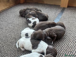 Sprocker dogs Sprocker puppies for sale - Advert 10