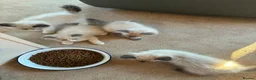 Ragdoll cats for sale: GCCF Ragdoll Kittens in Chichester - Advert 30