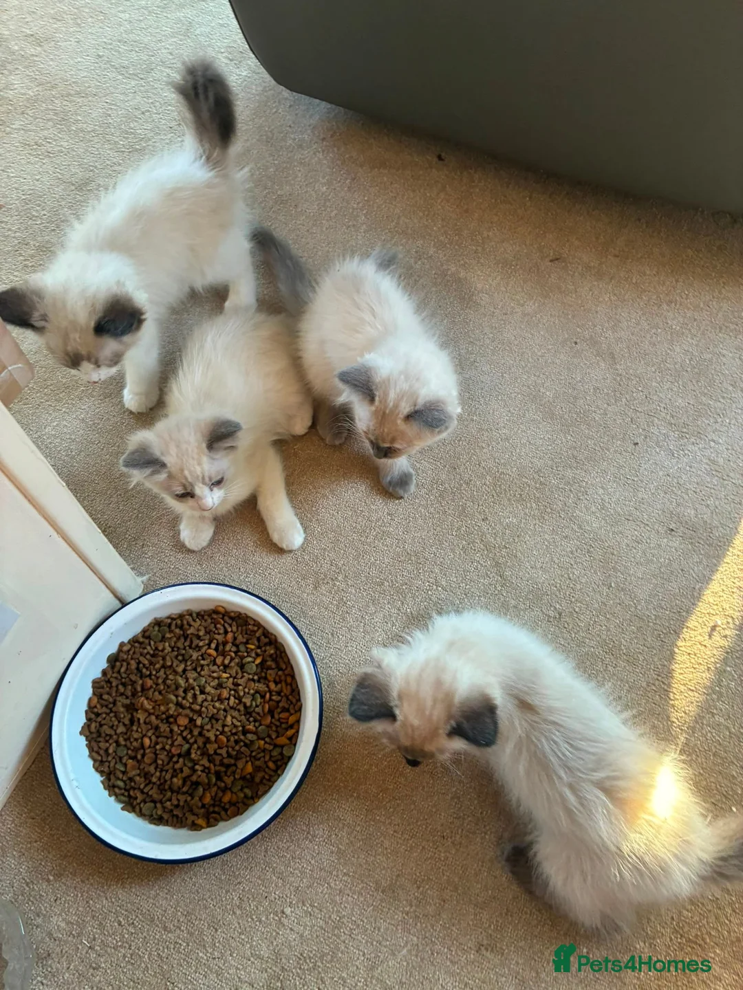 Ragdoll cats for sale: GCCF Ragdoll Kittens in Chichester - Advert 30