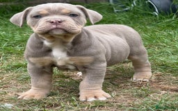 Mixed Breed dogs for sale: Beautiful lilac cane Corso x bulldog pups  - Image 18