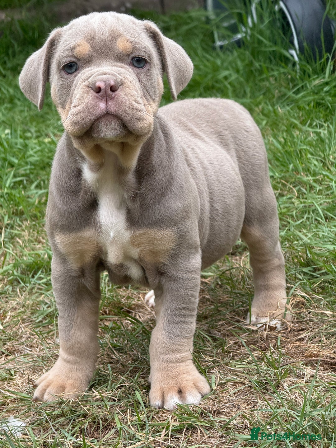 Mixed Breed dogs for sale: Beautiful lilac cane Corso x bulldog pups  - Image 18