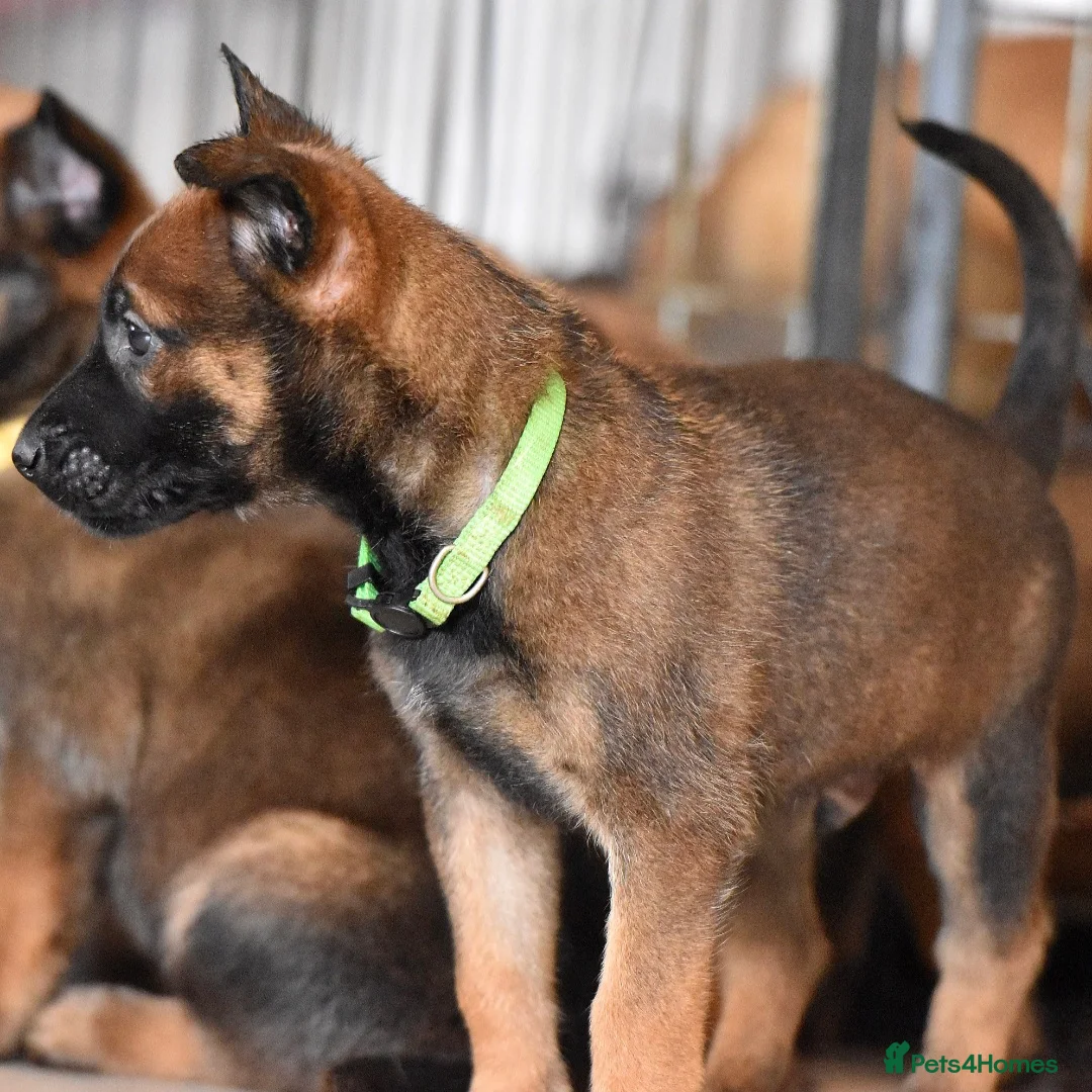 Belgian Shepherd Dog dogs for sale: Exclusive bloodlines  - Advert 20