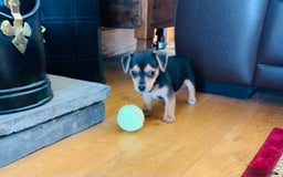 Jack Russell dogs for sale: Outstanding miniature Jack Russell puppies  - Image 7