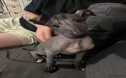 Mexican Hairless dogs for sale: Mexican hairless hairless male - Image 3