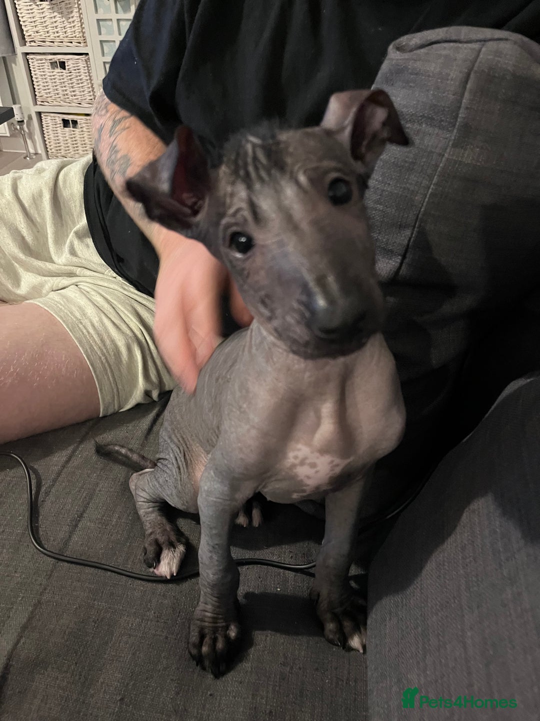 Mexican Hairless dogs for sale: Mexican hairless hairless male - Image 3
