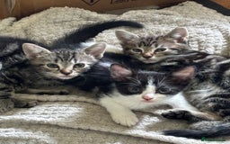 Mixed Breed cats for sale: 3 male kittens  - Image 4