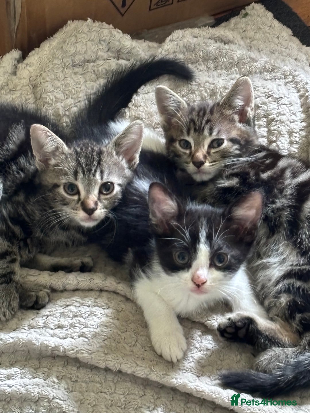 Mixed Breed cats for sale: 3 male kittens  - Image 4