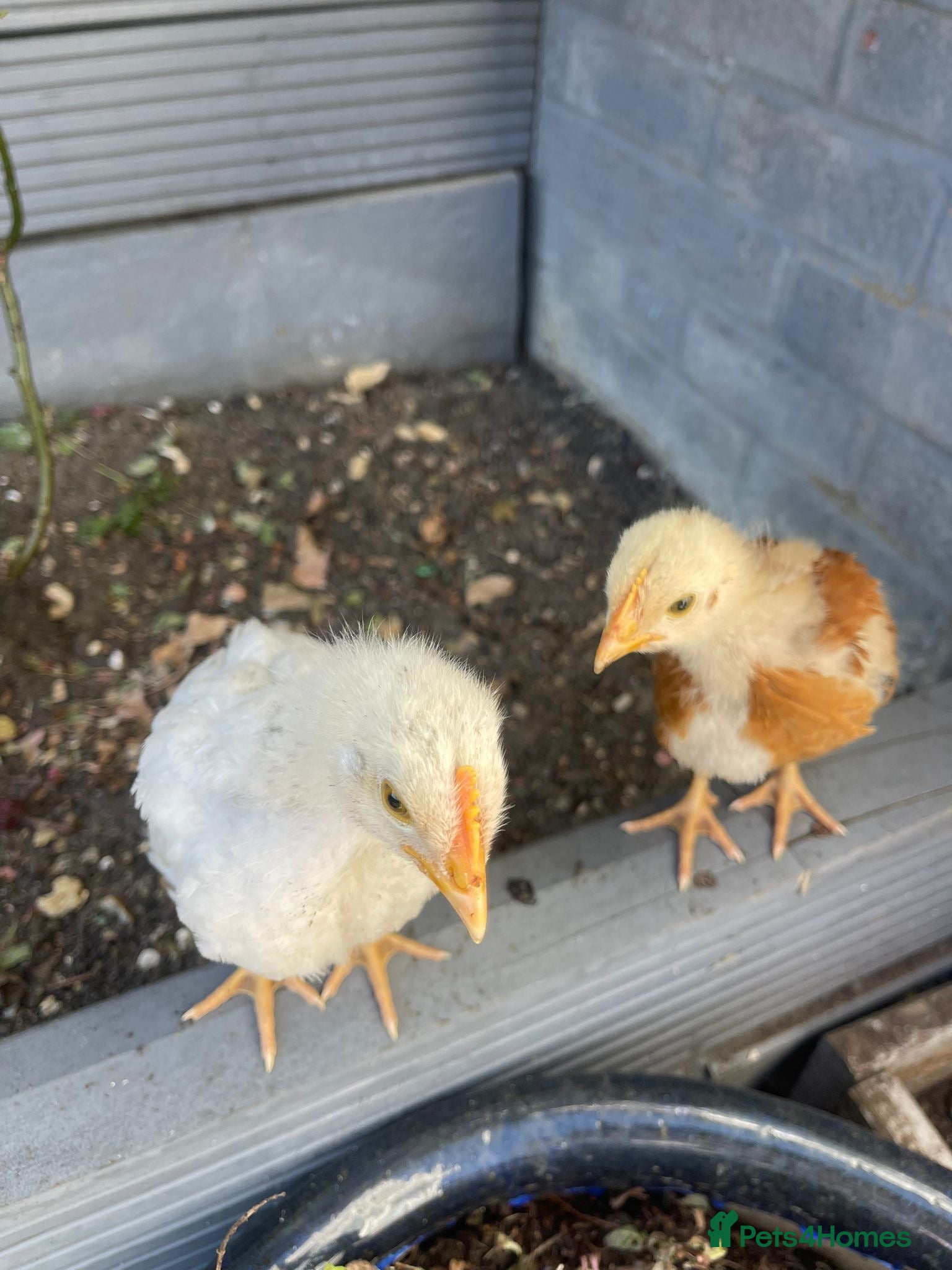 Mixed Breed birds     2 Healthy Baby Chicks for Sale  - Advert 1