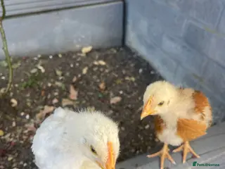 Mixed Breed birds 2 Healthy Baby Chicks for Sale - Advert 15