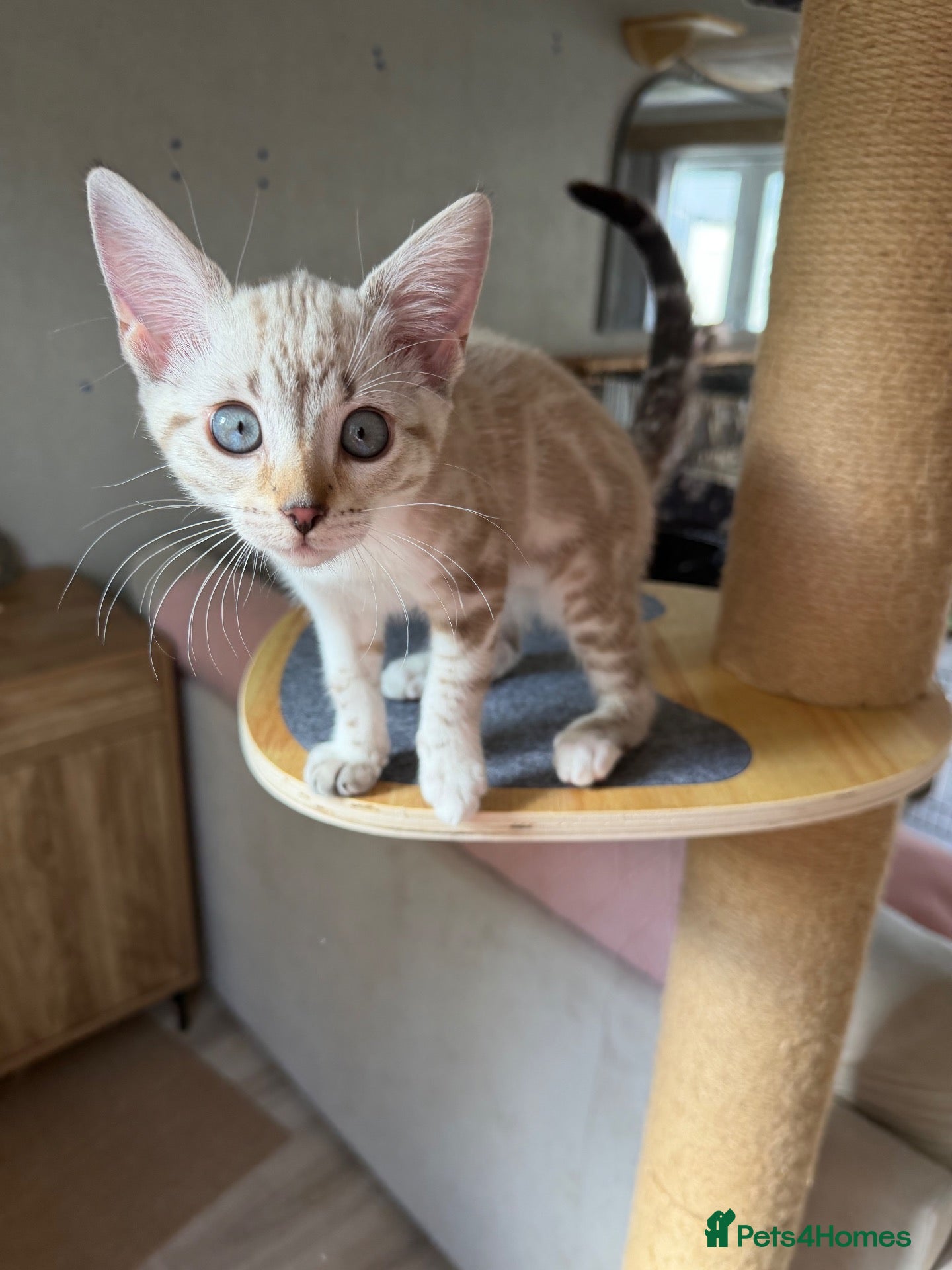 Bengal cats Beautiful sisters  - Advert 2