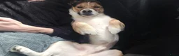 Mixed Breed dogs for stud: Stud Border Collie x Jack Russel  in Watlington - Advert 3