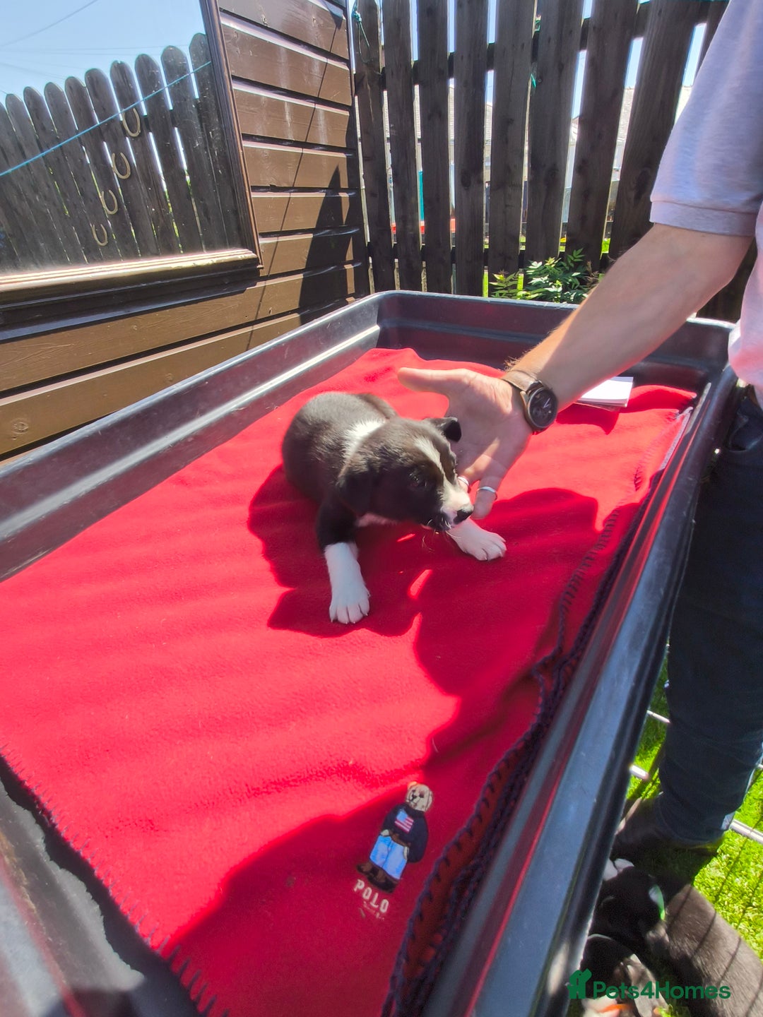 Border Collie dogs for sale: Border Collie pups for sale - Image 7