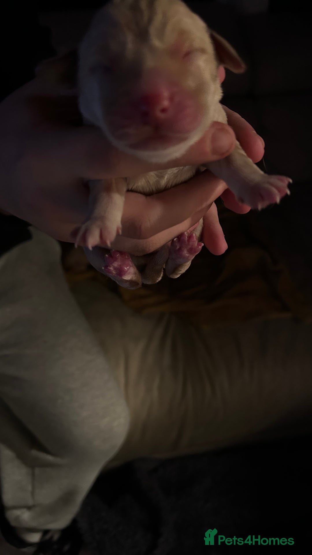 Labrador Retriever dogs for sale: Labrador puppies - Advert 6