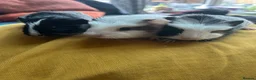 Guinea Pig rodents for sale: We have two litters of guinea pigs - Advert 5