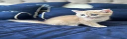 British Shorthair cats for sale: READY NOW! Pedigree kittens  - Advert 26