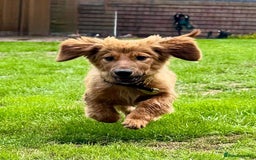 Mixed Breed dogs for adoption: MAGGIE -Friendly girl/4 months/loves dogs & kids - Image 1
