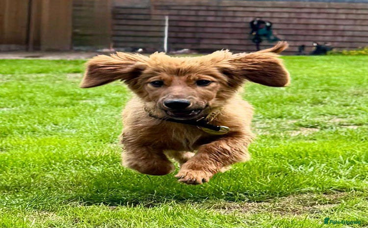 Mixed Breed dogs - Advert 13