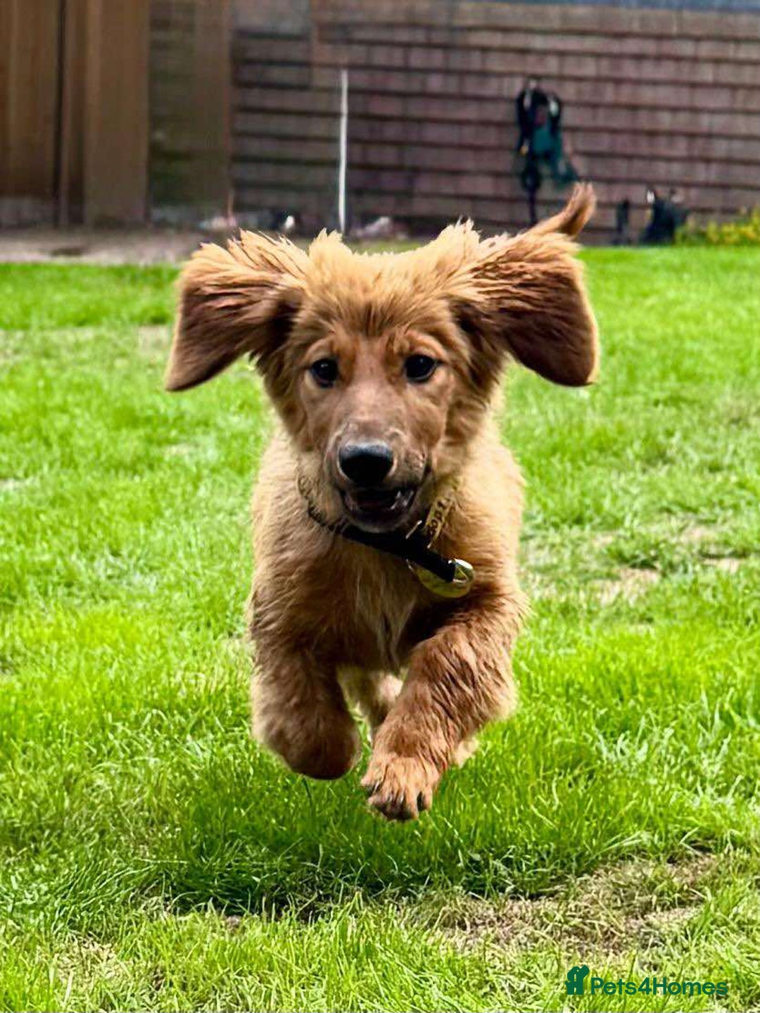 Mixed Breed dogs for adoption: MAGGIE -Friendly girl/4 months/loves dogs & kids - Image 1