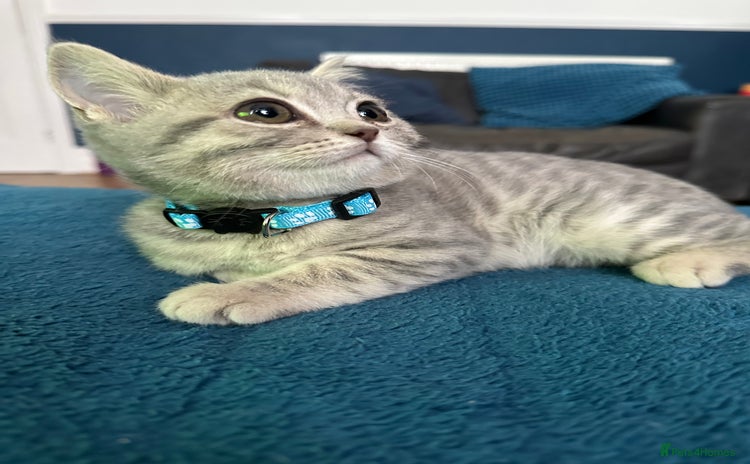 British Shorthair cats - Advert 3