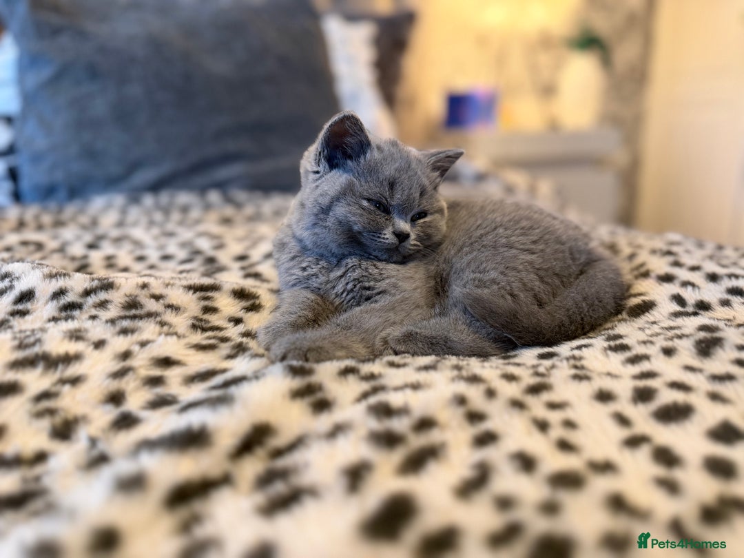 British Shorthair cats for sale: 3 Plush British shorthair kittens ❤️ - Advert 9