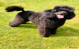 Miniature Poodle dogs for stud: KC phantom miniature poodle stud health tested in Thetford - Image 8
