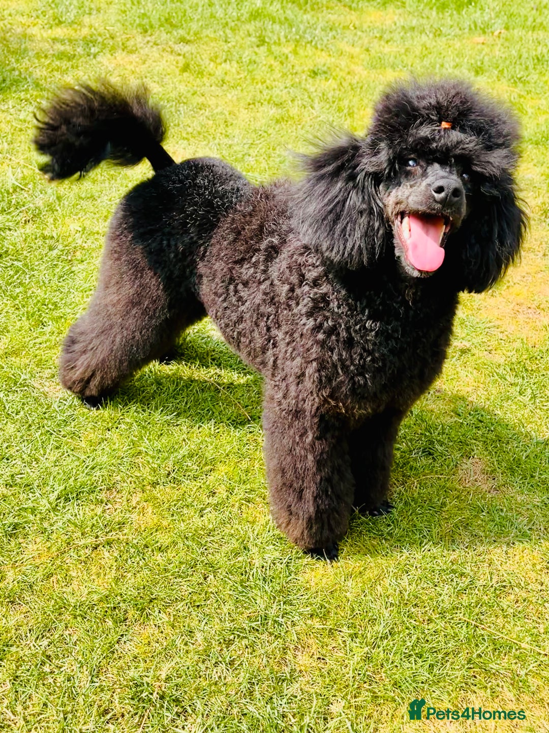 Miniature Poodle dogs for stud: KC phantom miniature poodle stud health tested in Thetford - Image 8
