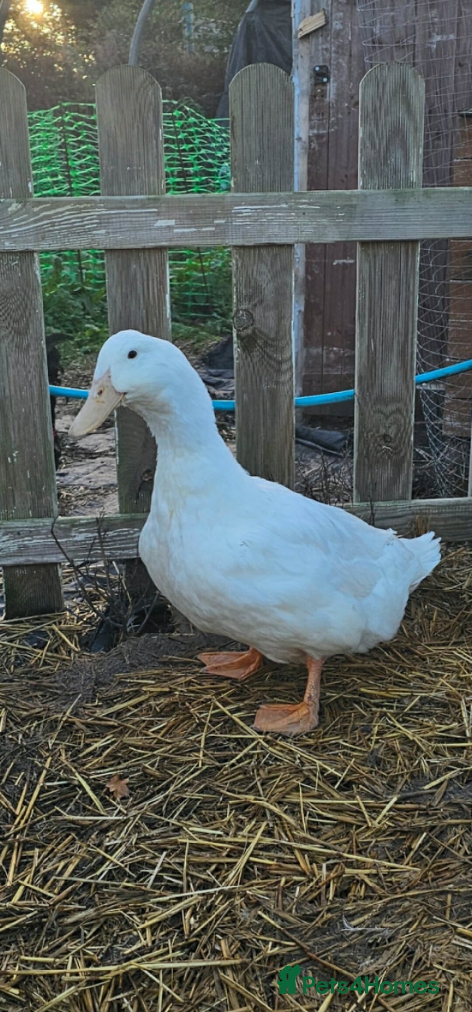 Ducks poultry for sale: 8 ducks for sale - Advert 5