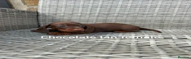 Miniature Dachshund Puppy 4